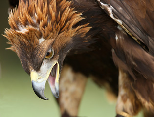 Close up of an angry looking golden eagle