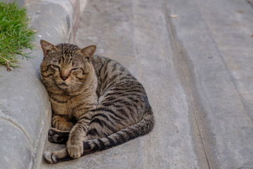 Cat sleeps on the floor.