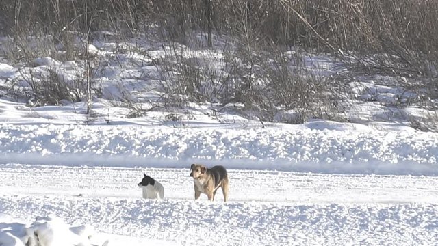 Stray dogs on the winter road