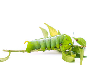 Green butterfly worm on white background