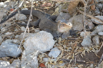 iguane