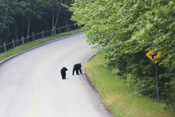 Naklejka premium Black bear cubs crossing the road in Quebec, Canada