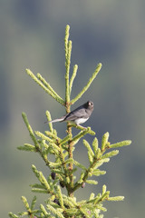 Obraz premium Dark-eyed junco (Junco hyemalis) 