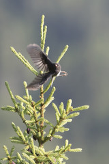 Dark-eyed junco (Junco hyemalis) in flight 