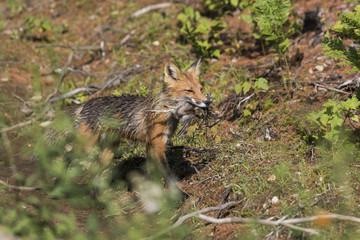 Naklejka na ściany i meble Red fox with prey - ruffed grouse chicks (Bonasa umbellus) 
