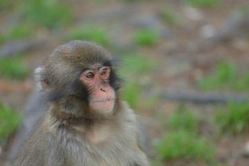wachsamer makake beobachtet die umgebung