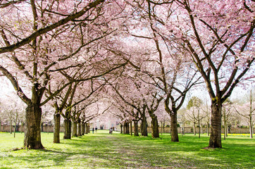 Fototapeta na wymiar Japanische Kirschblüten, Glückwunsch, Lebensfreude, Glück, Auszeit, Frühlingserwachen, alles Liebe: Verträumte zarte Kirschblüten vor blauem Frühlingshimmel :)