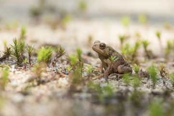 American toad (Anaxyrus americanus, formerly Bufo americanus) baby 