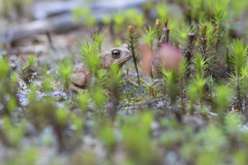 American toad (Anaxyrus americanus, formerly Bufo americanus) baby 