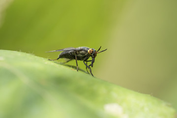 Deer fly (Chrysops excitans) 