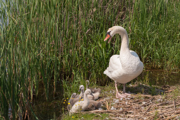 Swan with cygnets