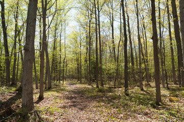 Fototapeta na wymiar Trail in spring forest