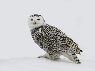  Snowy Owl Female Perched on Snow in Winter, Closeup Portrait