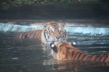 tiger look at tiger in pool