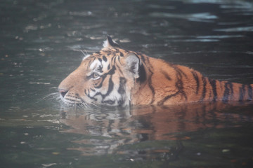 Fototapeta na wymiar tiger sit in water