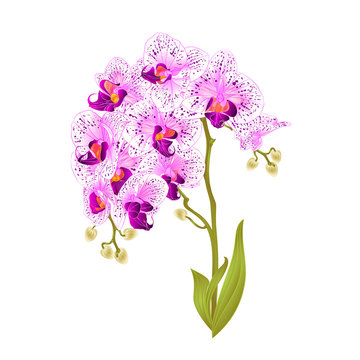 Branches orchid Phalaenopsis  purple and white flowers and leaves tropical plants  stem and buds on a white background vintage vector botanical illustration for design editable hand draw