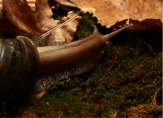 large snail Achatina in search of food
