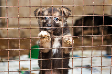 Little puppy in a cage of a shelter