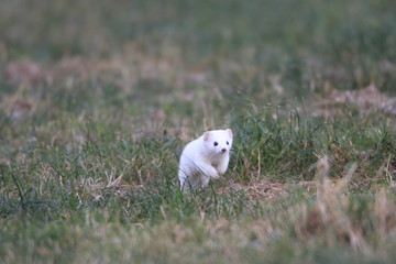 stoat (Mustela erminea),short-tailed weasel Germany 