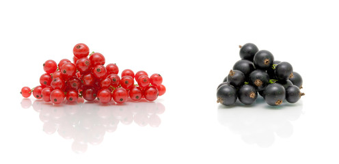 red and black currants on a white background