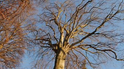 Grande faggio in inverno