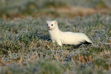 stoat (Mustela erminea),short-tailed weasel Germany 