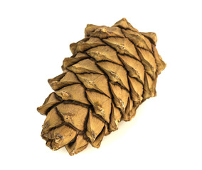 Isolated pinecone with white background