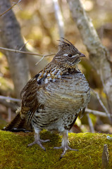 PARTRIDGE