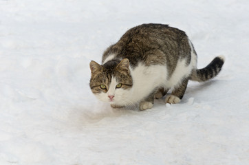 Fototapeta premium wild cat during the winter hunting smelled the smell of the prey, crouched and ready to pounce on the victim