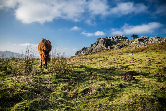 portrait of beautiful basque horse pottok in countryside mountains eating grass in basque country, france