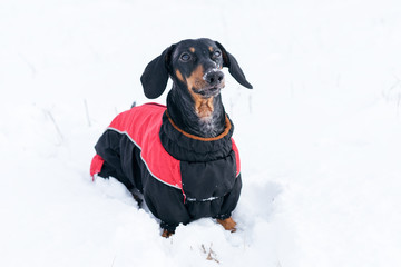 portrait cute dog of the Dachshund breed, black and tan, in a red sweater, walking in a snow park