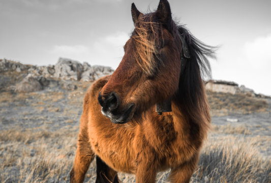 portrait of beautiful basque horse pottok in countryside mountains in basque country in selective color, france