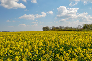 Obraz premium Rapsfeld, Bakenberg auf Rügen