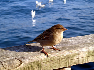 Cute sparrow at seaside