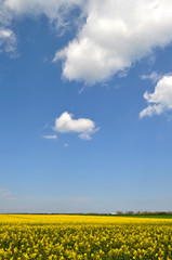 Rapsfeld, Bakenberg auf Rügen