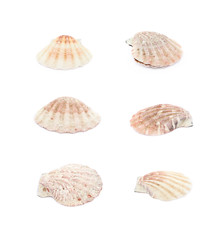Sea shell isolated