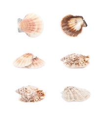 Sea shell isolated