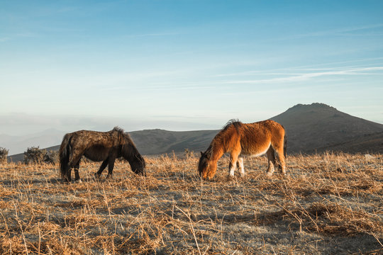 portrait of couple of beautiful basque horse pottok in countryside mountains in basque country, france