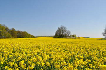 Obraz premium Rapsfeld in Posewald auf Rügen