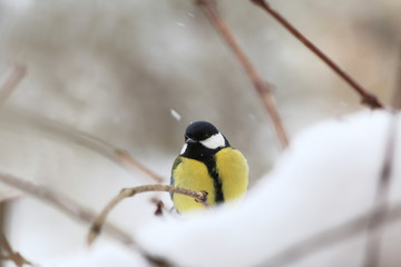Winter. Titmouse sits among the snow drifts ....
