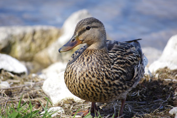 Female Duck