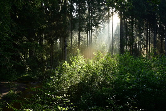 Sunrise in the forest with sunbeams shining through the trees
