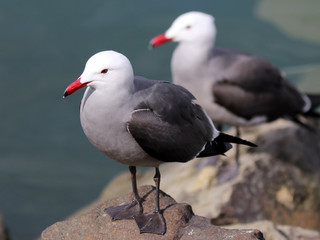 Heermann's Gulls - Larus heermanni