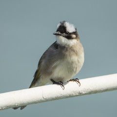 litle bird at Red Sea