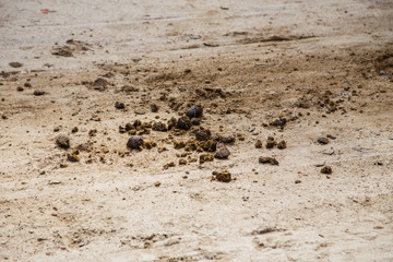 Horse manure on the ground