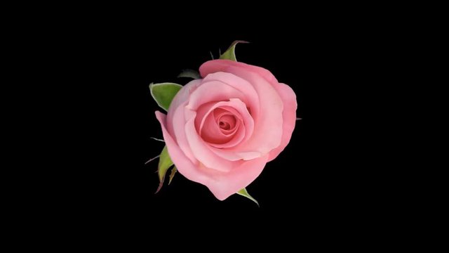 Montage of nine opening colorful roses time-lapse 8b1 in PNG+ format with ALPHA transparency channel isolated on black background
