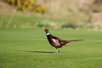 Common Pheasant, Pheasant, Phasianus colchicus