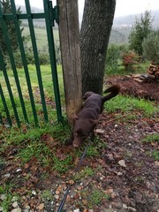 Portare fuori il cane © fotoforfun