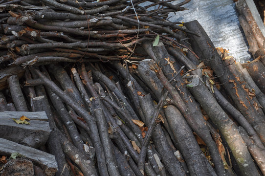 fagot bundle of branches