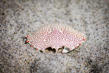 Crab Shell